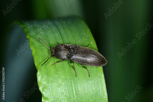 Schnellkäfer, Cidnopus pilosus,  Elateridae photo