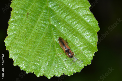 Schnellkäfer, Elateroidea sp. (Dalopius marginatus)