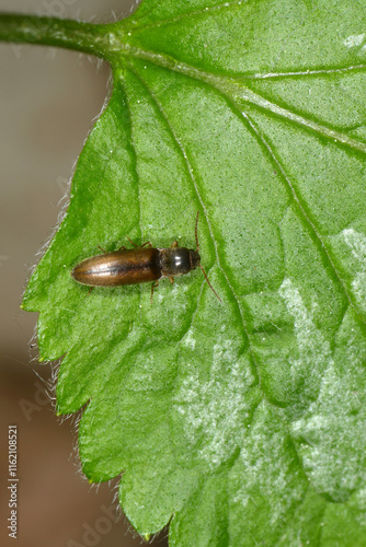 Schnellkäfer,  Elateroidea sp.  (Dalopius marginatus) photo