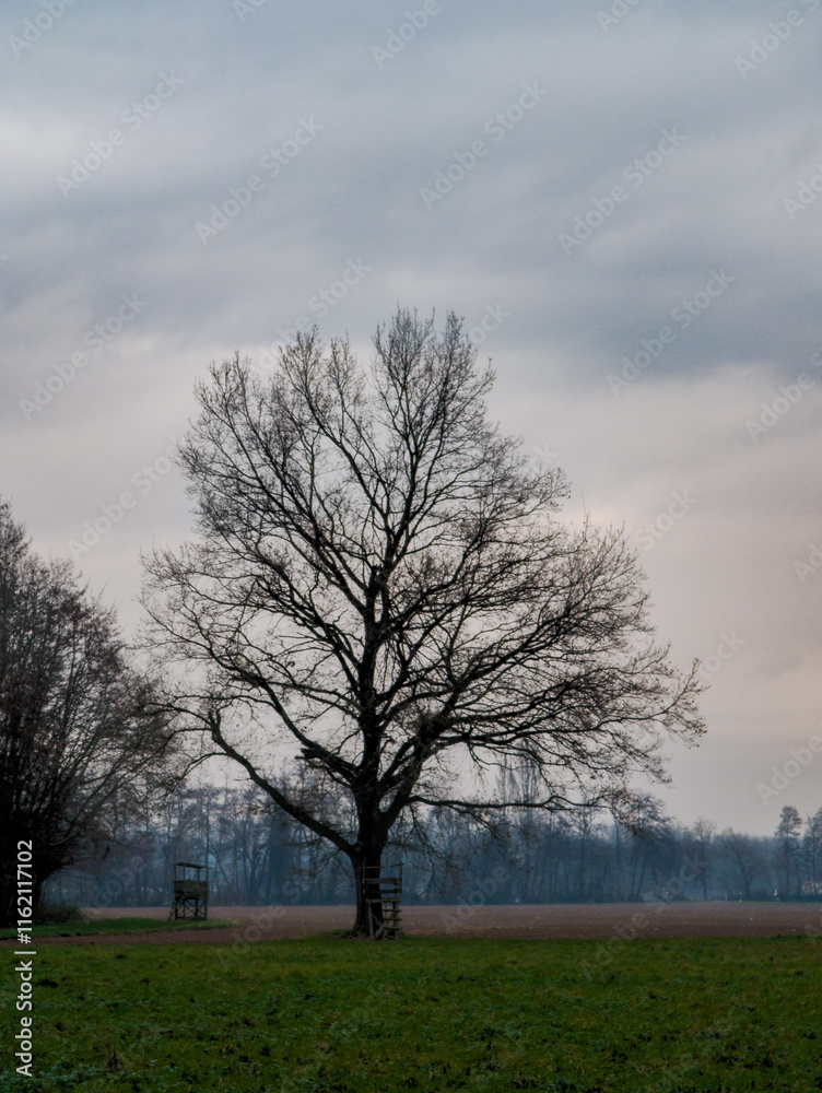 Un vieux chêne majestueux : Ambiance hivernale en plaine agricole d'Alsace, CEA, Grand Est, France Un vieux chêne majestueux : Ambiance hivernale en plaine agricole d'Alsace, CEA, Grand Est, France