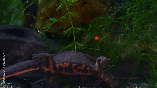 Japanese fire bellied newt trying to move forward in the water tank. Cynops pyrrhogaster. Closeup. 4K photo