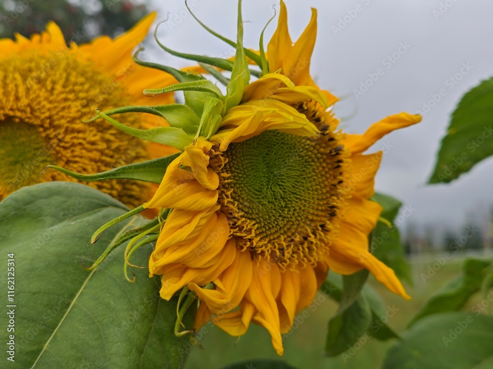 Naklejka premium sunflower in the garden