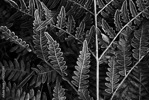 Fallen plants in the forest at snowless December day in Tammela, Finland.  photo