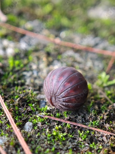 pillbug roll up like a ball photo