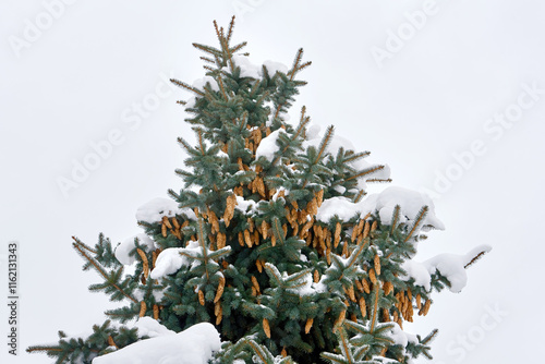 Winter scene of Picea pungens blue spruce with fir cones and snow-covered branches, frosty charm of evergreen nature. photo