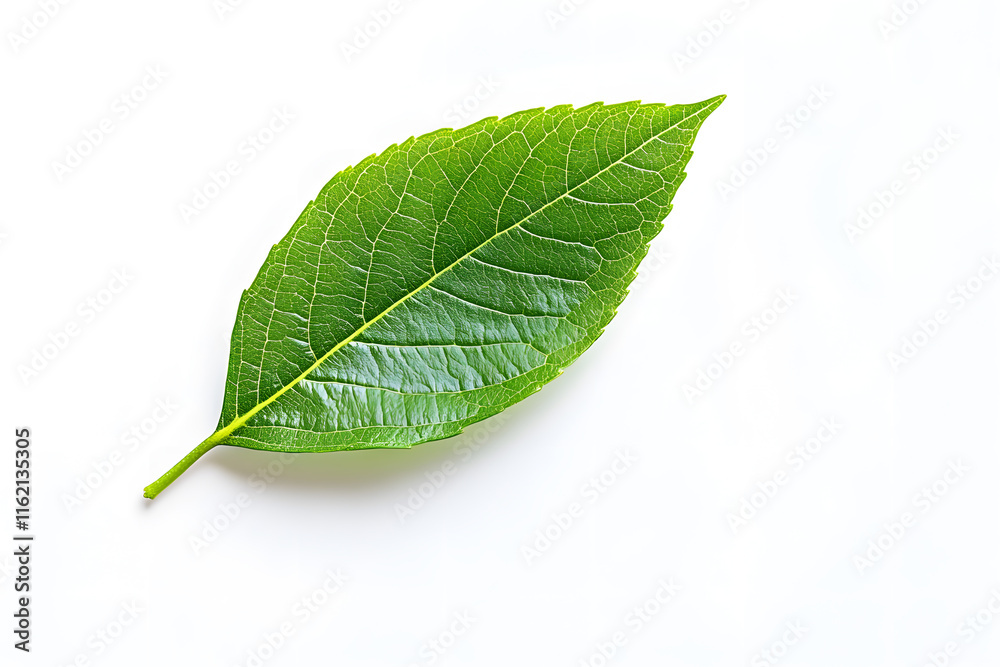 Obraz premium Single green leaf unfolding delicately on a pristine white background in close detail