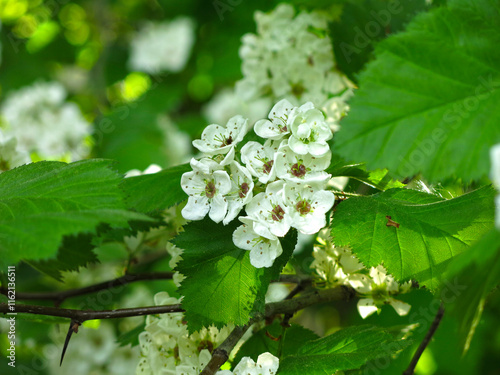hawthorn tree blooms with white flowers   