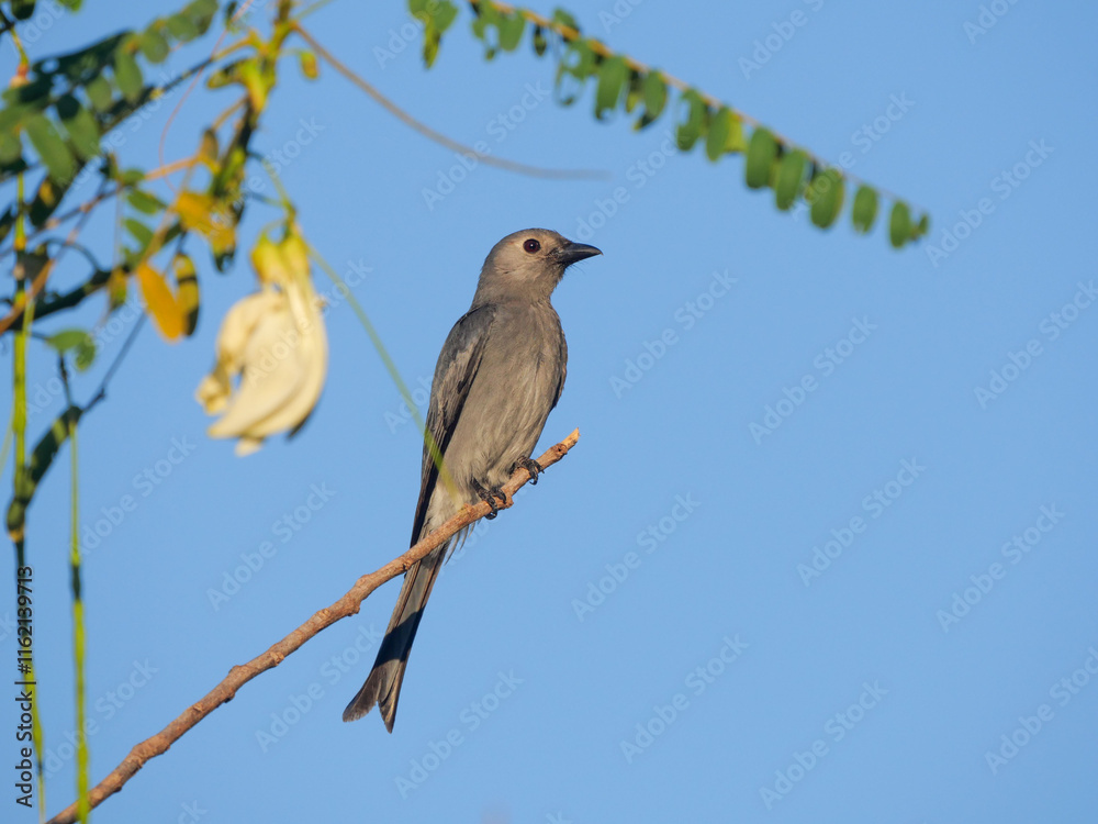 Ashy Drog bird migration in Thailand Ashy Drog bird migration in Thailand