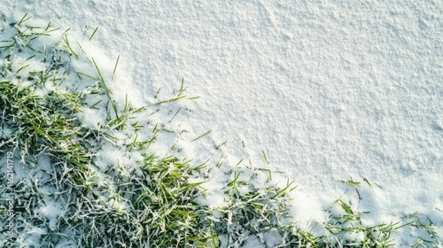 Green grass peeking through fresh snow in a serene winter landscape photo