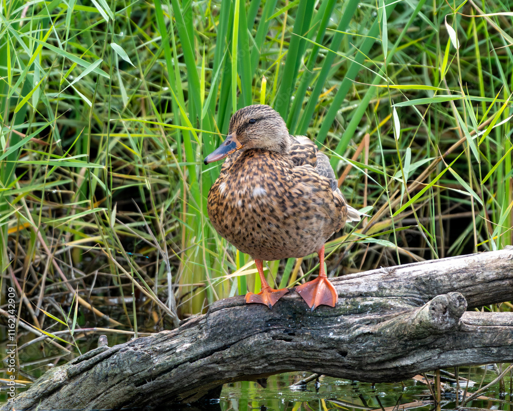Common Duck looking to its right on a log (Anas platyrhynchos domesticus) Common Duck looking to its right on a log (Anas platyrhynchos domesticus)