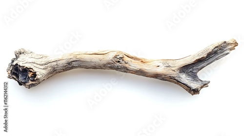 Dry tree branch isolated on white background, clipping path included