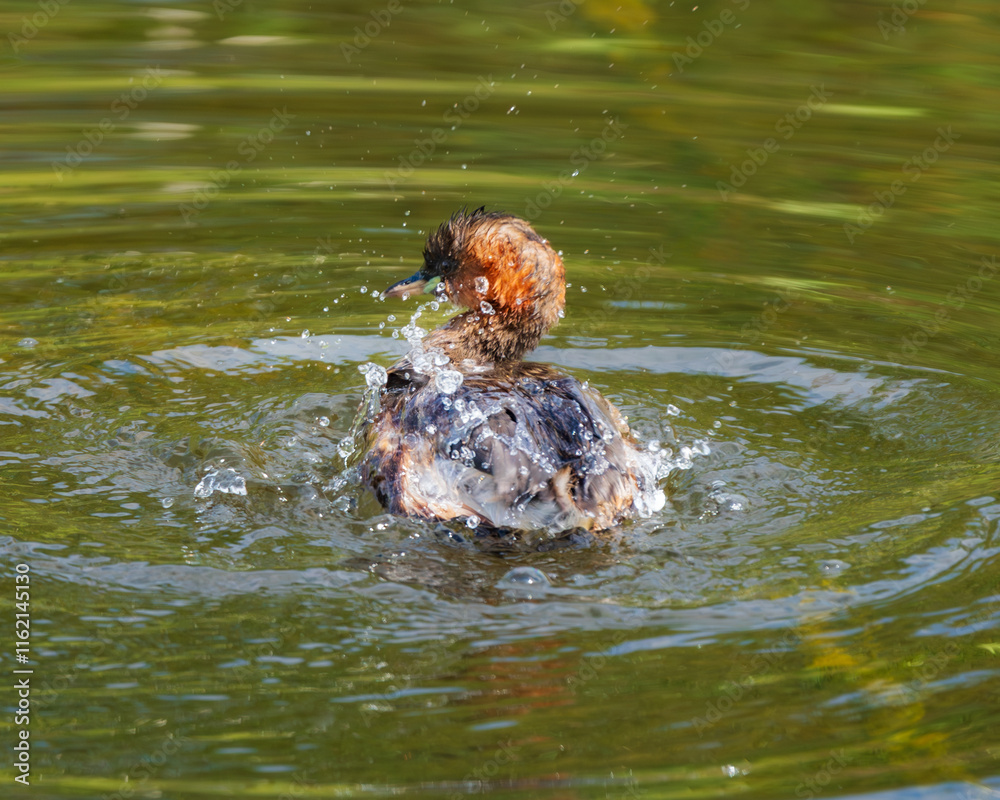 Obraz premium Small duckling splashing in water (Anas platyrhynchos domesticus)