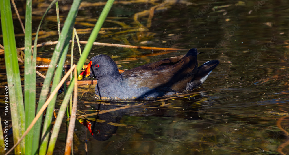 Moorhen among the weeds (Gallinula chloropus) Moorhen among the weeds (Gallinula chloropus)