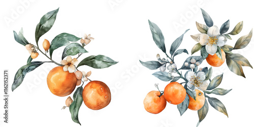 Orange fruit watercolor illustration isolated on transparent background. Blossom orange branch for labels, prints, banners, citrus wedding. Healthy food design elements. Generative AI. photo