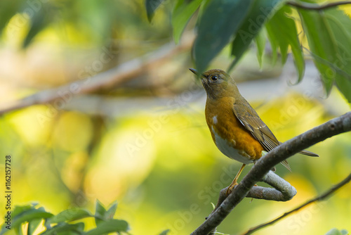 Eyebrowed Thrush, White-browed Thrush, Dark Thrush (Turdus obscurus )  in nature photo