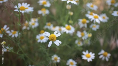 daisies in a meadow