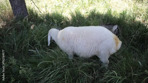 sheep in a field