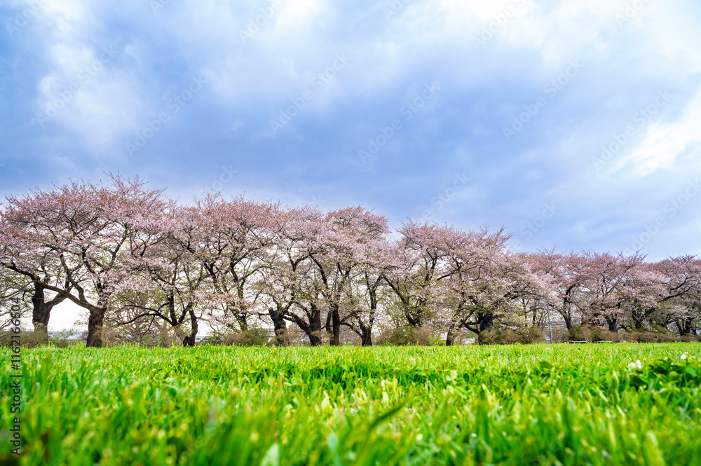 Sakura tunnel and walkway with japanese cherry blossom blooming in Shiroyama Park, Iwate, Japan