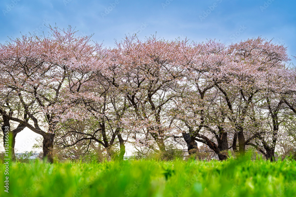 Sakura tunnel and walkway with japanese cherry blossom blooming in Shiroyama Park, Iwate, Japan