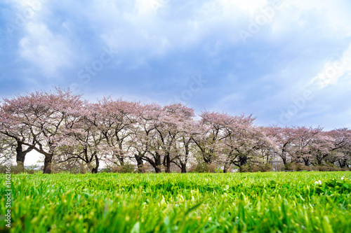 Obraz na płótnie Sakura tunnel and walkway with japanese cherry blossom blooming in Shiroyama Park, Iwate, Japan w salonie