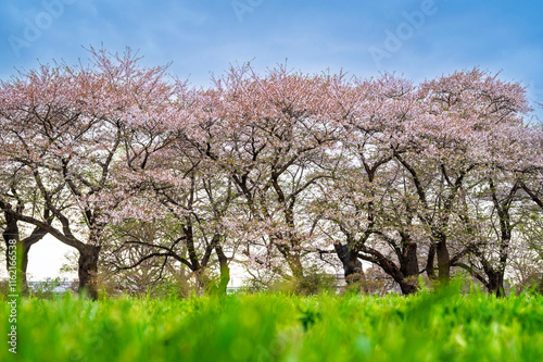 Obraz na płótnie Sakura tunnel and walkway with japanese cherry blossom blooming in Shiroyama Park, Iwate, Japan w salonie