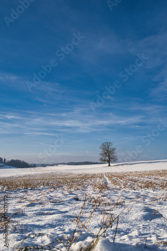 Tree on snowy field in winter with blue sky