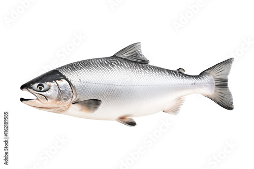 Raw salmon fish with detailed fins and scales, isolated on white transparent background, concept of marine life.