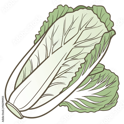 Napa Cabbage Vector Illustration Isolated on White Background