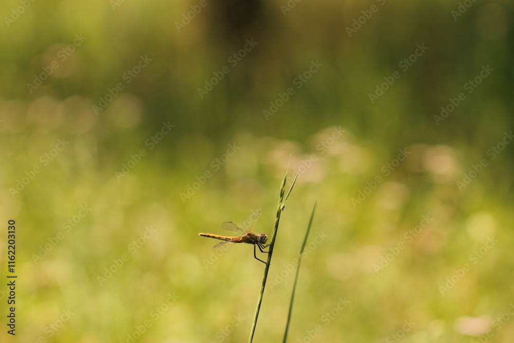 una libellula su dell'erba in estate una libellula su dell'erba in estate