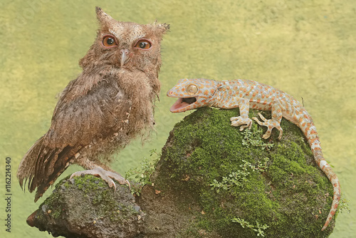 A Javan scops owl is ready to fight with a tokay gecko for prey. This nocturnal bird has the scientific name Otus lempiji. photo