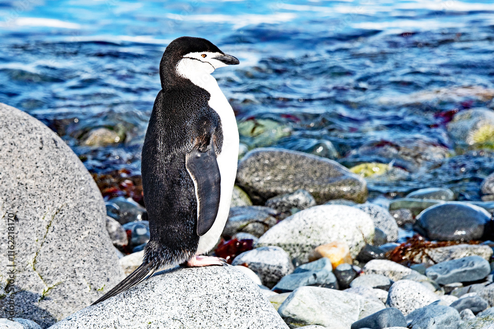 Naklejka premium A Chinstrap Penguin, Pygoscelis antarcticus, standing on a rock on Half Moon Island in the South Shetland Islands.