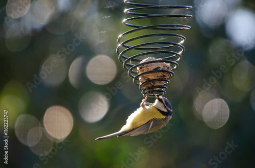 Mésange bleue Cyanistes caeruleus - Eurasian Blue Tit