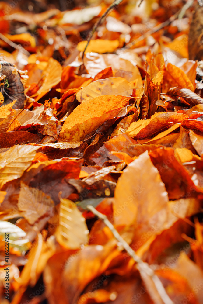 Wet yellow fallen autumn leaves covering the ground. Walks in the autumn park. background and texture. Wet yellow fallen autumn leaves covering the ground. Walks in the autumn park. background and texture.