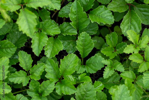 Wallpaper Mural green leaves background Torontodigital.ca