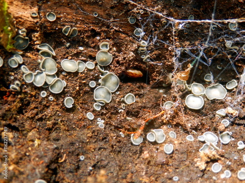 Photos Mollisia cinerea (Common Grey Disco) found under the roots of a rotten tree