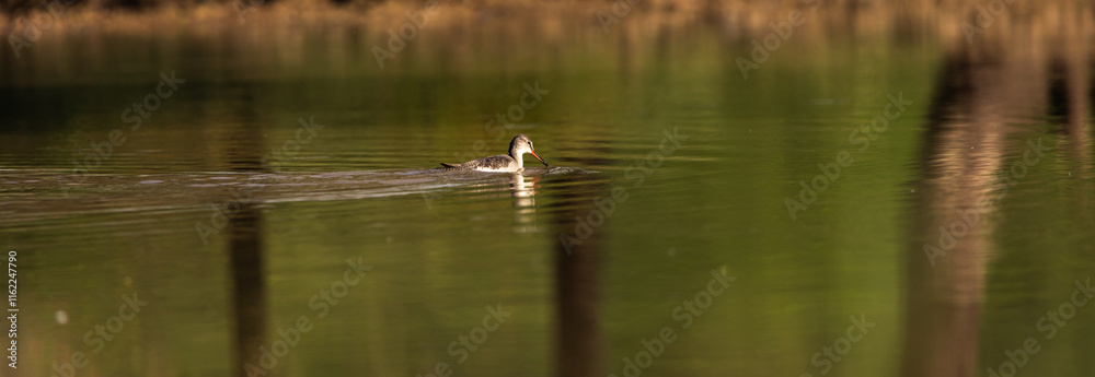 A Spotted red shank wading alone in a pond searching for food photographed with reflection beautifully A Spotted red shank wading alone in a pond searching for food photographed with reflection beautifully