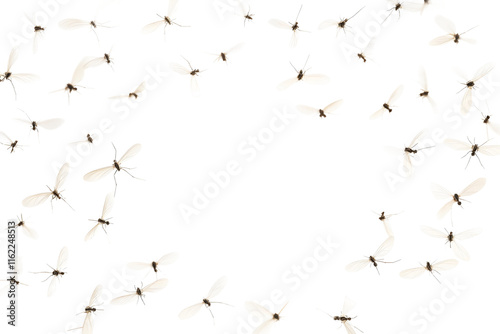 Flying mosquitoes isolated on a transparent background photo
