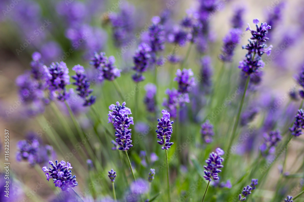 lavender flowers in the garden - soft focus lavender flowers in the garden - soft focus