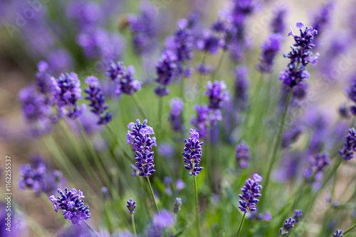 Obraz na płótnie lavender flowers in the garden - soft focus w salonie
