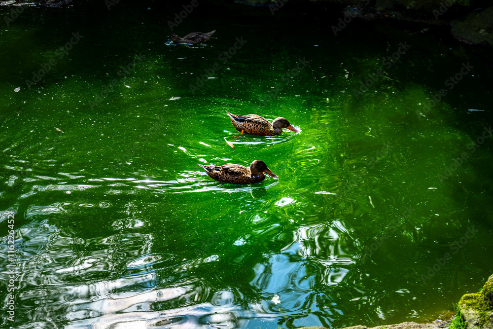 Ducks in a Pond in the Bavarian Forests Germany Ducks in a Pond in the Bavarian Forests Germany