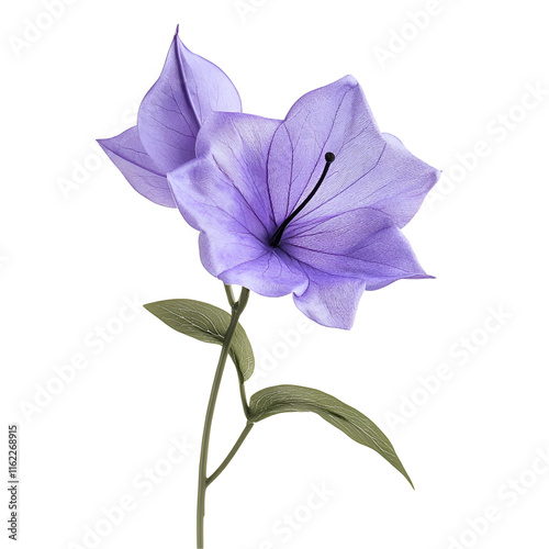 Elegant Lavender Flower, Delicate Petals, Isolated Bloom, Botanical Illustration, Nature Photography
