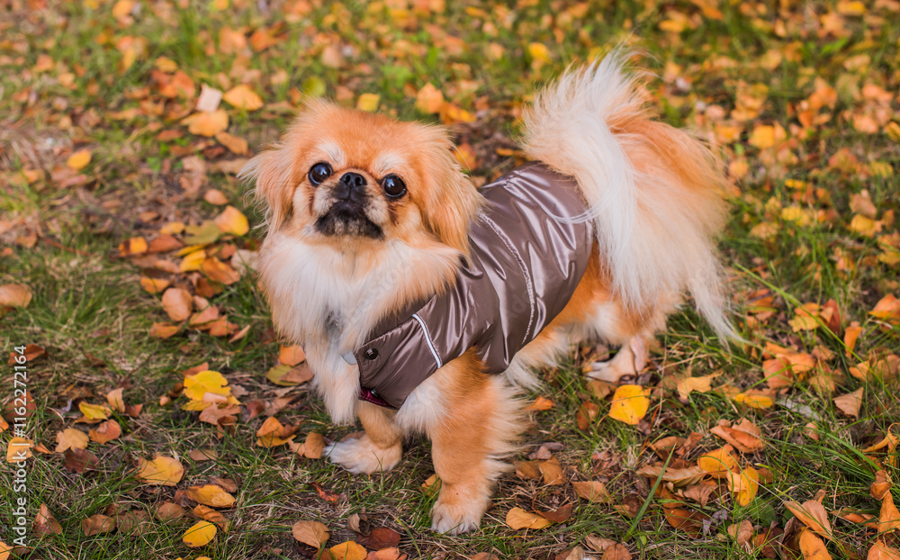 Obraz premium Clothing for pets. Nice little golden fluffy dog in jacket for cold weather