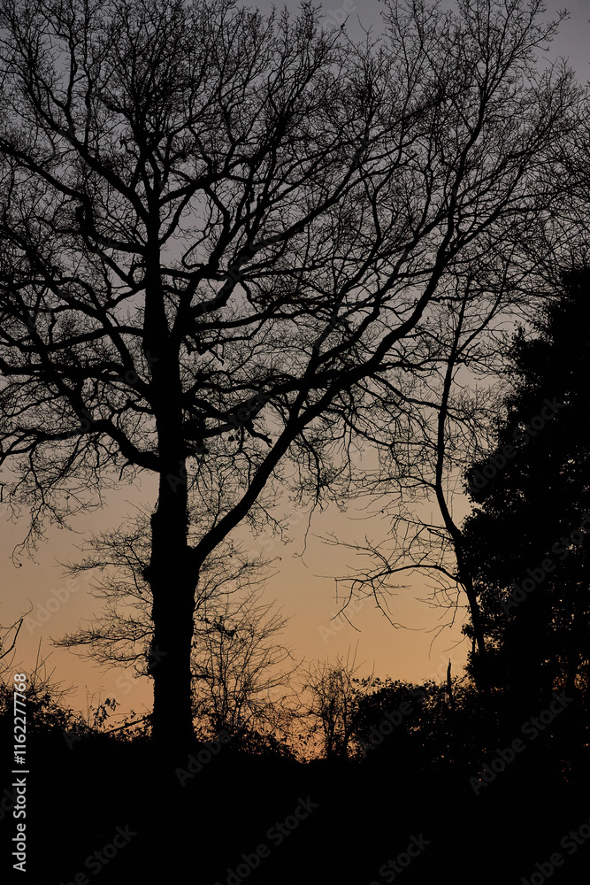 Trees silhouette countryside Trees silhouette countryside