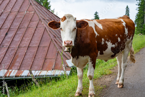 Producing of wheels of Comte cheese in lower Jura, France, Montbeliards or French Simmental cows herd grazing grass on green pasture in summer months photo