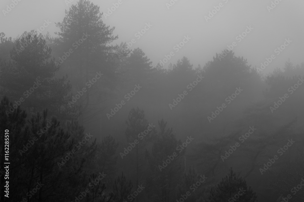A misty forest in black and white. Tall trees fade into the fog, creating a moody, atmospheric, and mysterious scene, emphasizing depth and texture in a tranquil natural environment. A misty forest in black and white. Tall trees fade into the fog, creating a moody, atmospheric, and mysterious scene, emphasizing depth and texture in a tranquil natural environment.