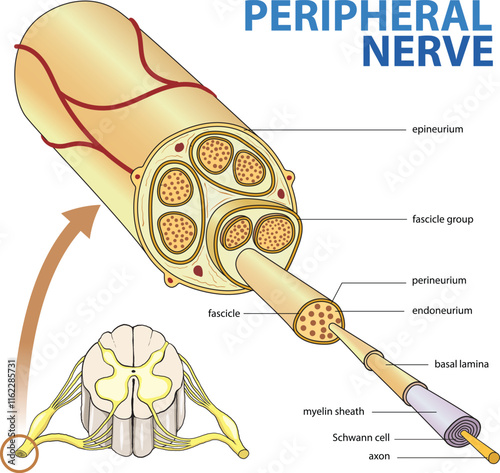 illustration of peripheral nerve diagram