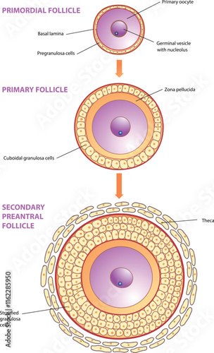 illustration of follicle development stages diagram