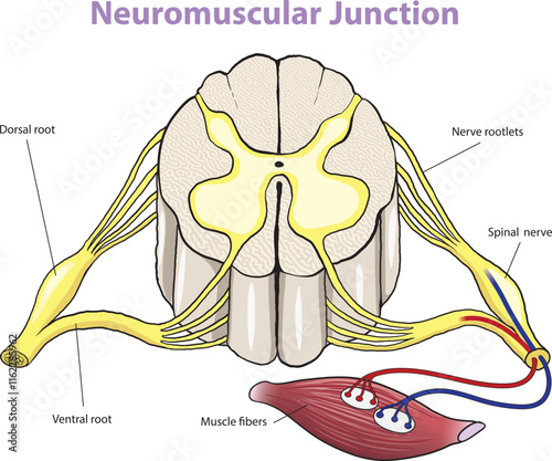 illustration of neuromuscular junction diagram
