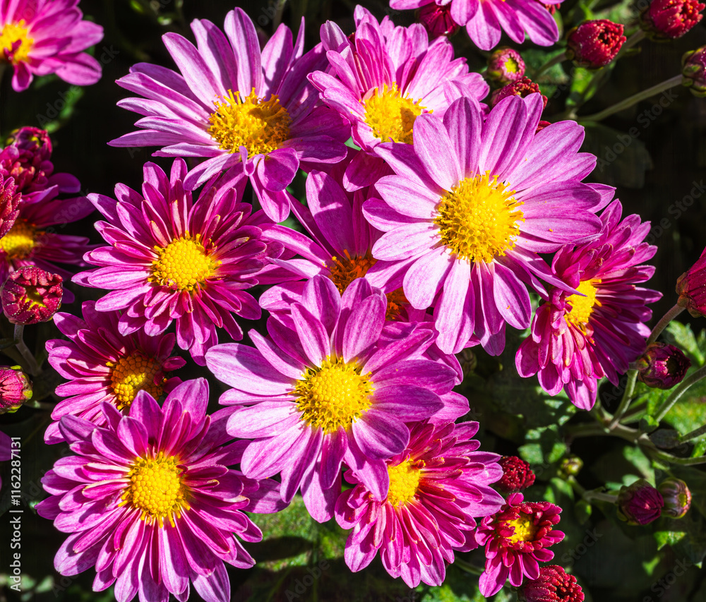 Fototapeta premium あかぼり小菊の里 小菊 こぎく コギク