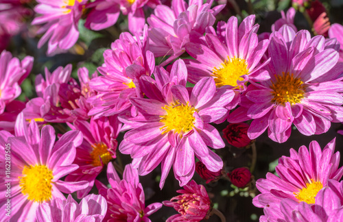 あかぼり小菊の里　小菊　こぎく　コギク photo